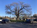 Petersfield: Petersfield oak tree 2024.jpg