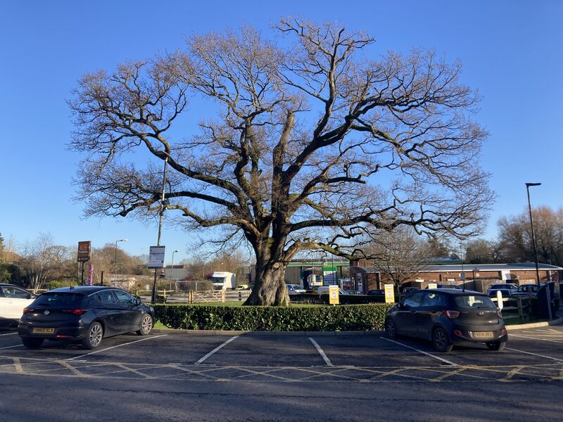 File:Petersfield oak tree 2024.jpg